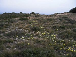 Vivers Càrex - Iris lutescens 